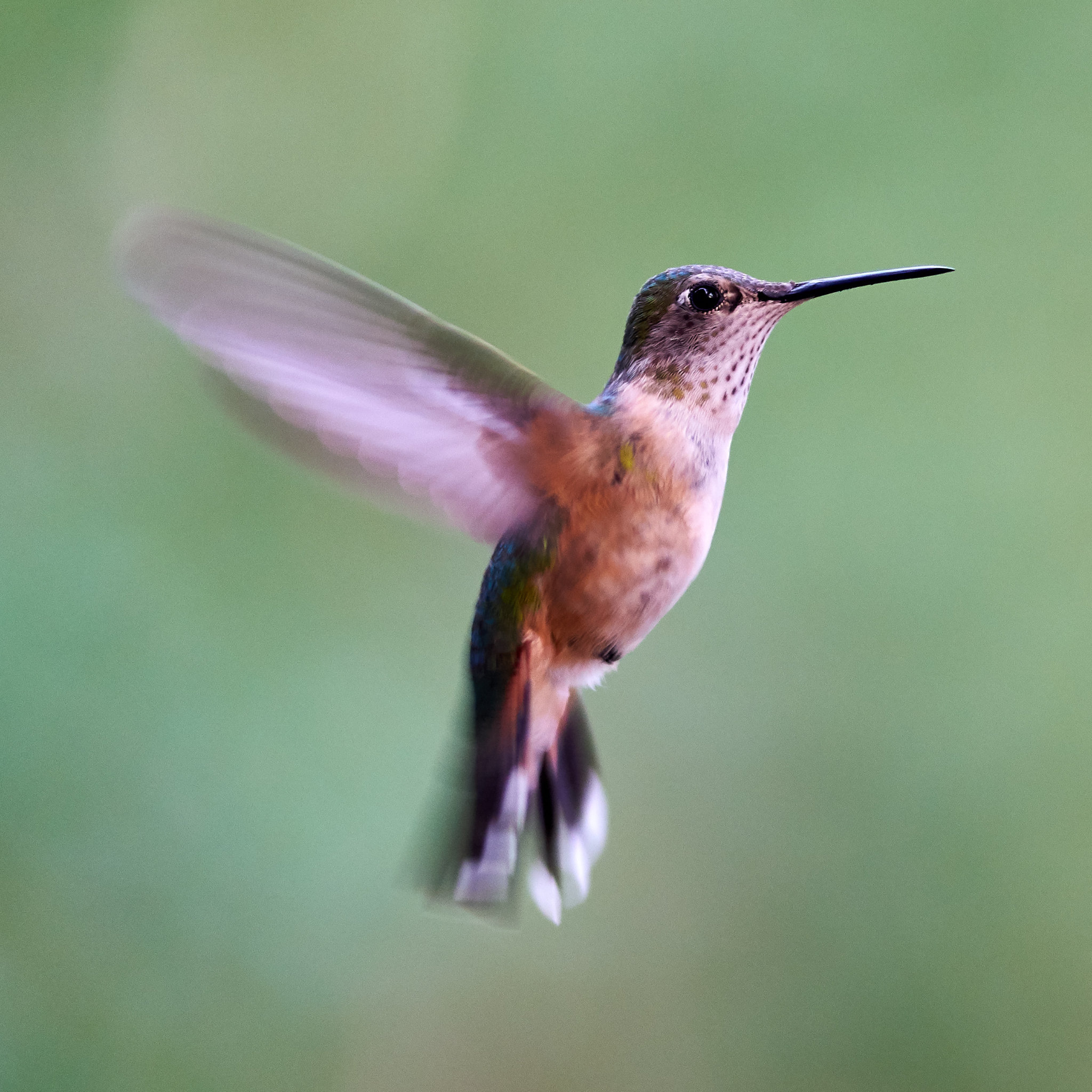 Hummingbird